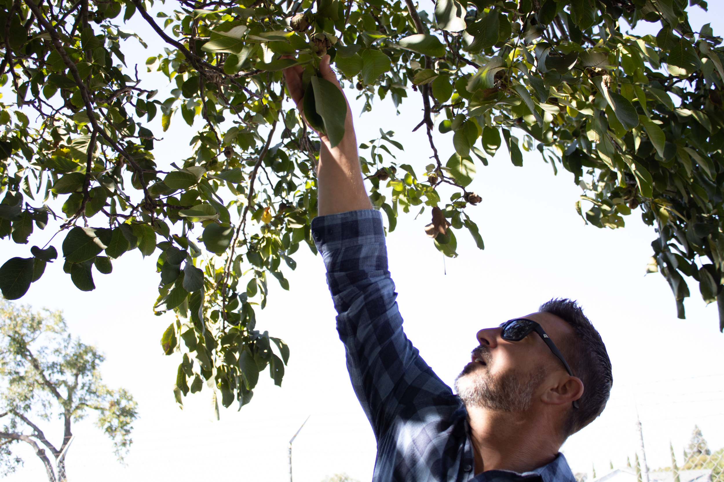 A white man with short hair and beard wearing a blue shirt reaches above for a walnut while standing under a large tree branch. 