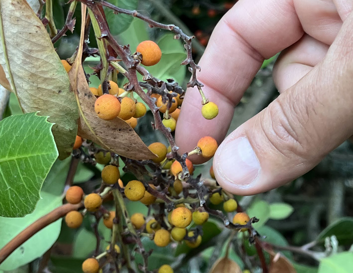 Man’s hand picks orange berries off of a branch