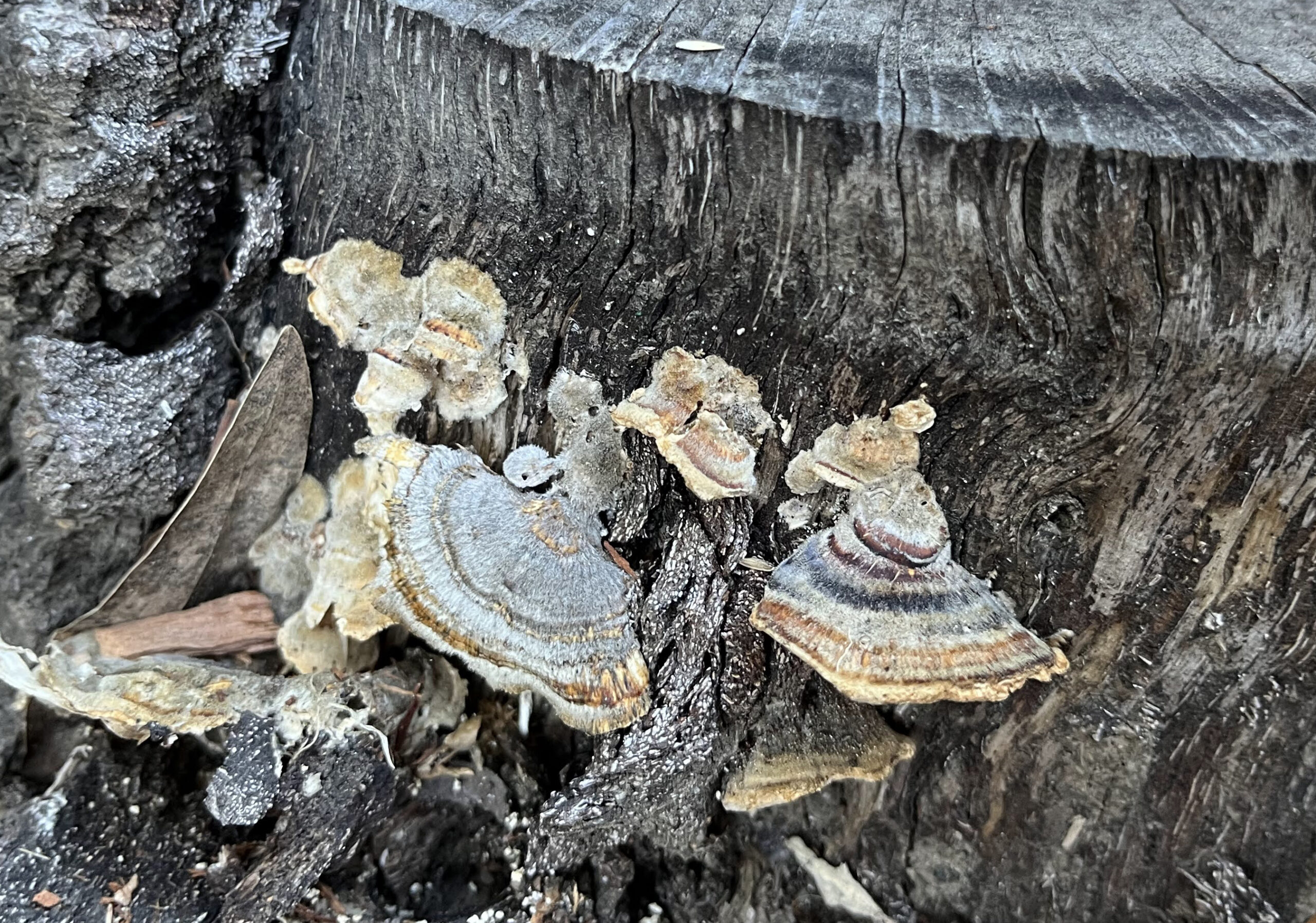 Mushrooms grown out of the side of a tree stump